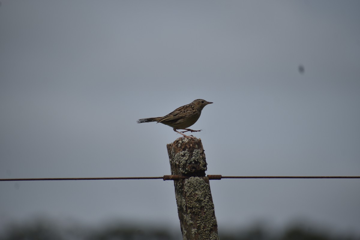 Hellmayr's Pipit - ML643704907