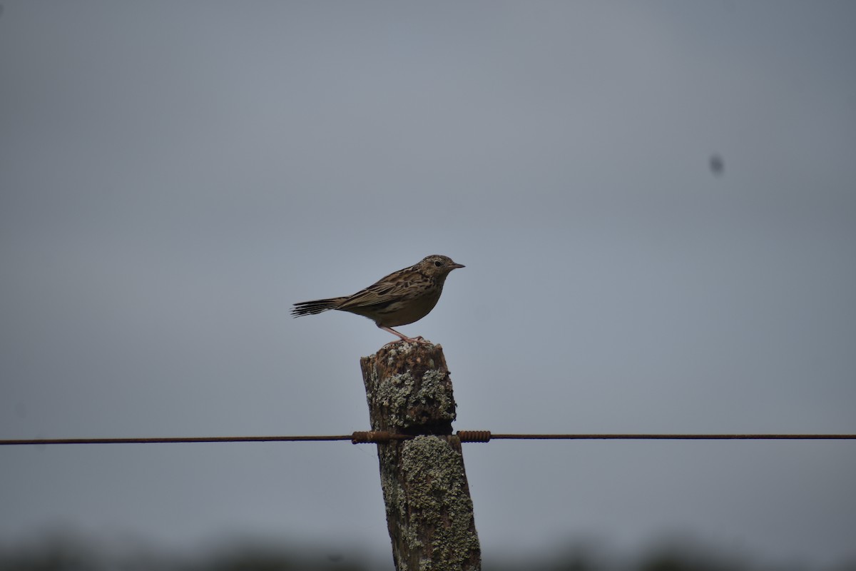 Hellmayr's Pipit - ML643704908
