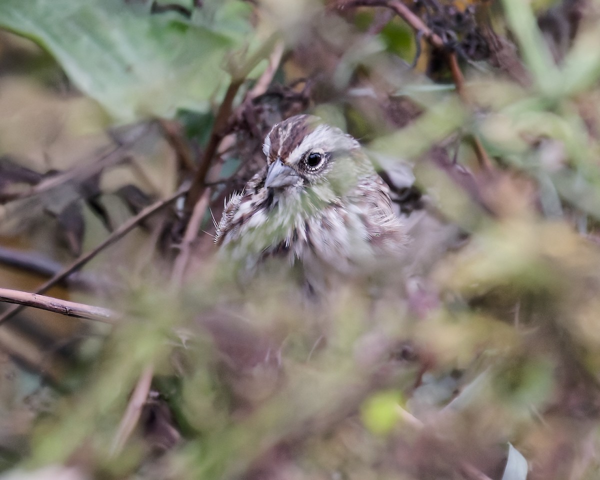 Song Sparrow - ML643704909