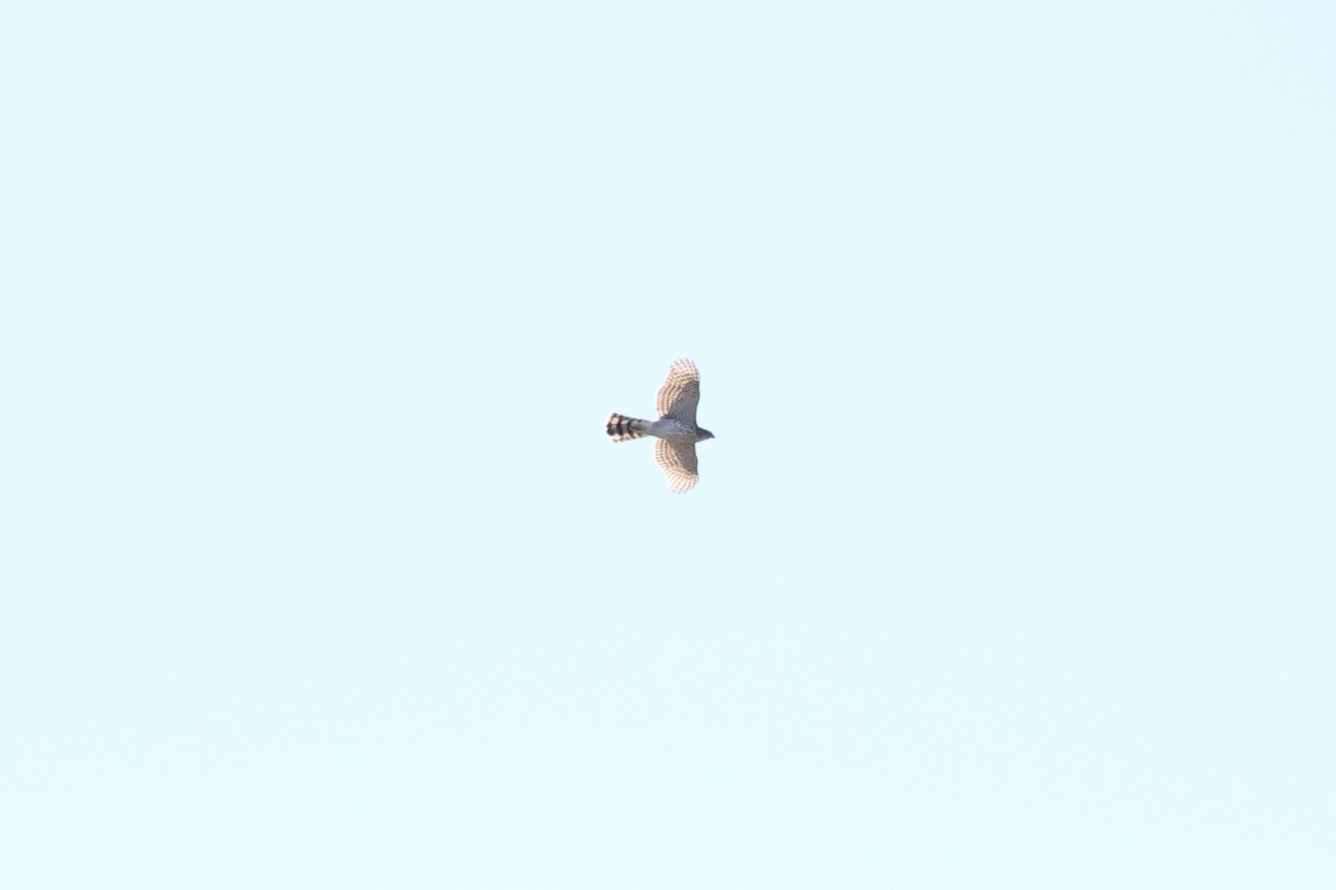 Cooper's Hawk - ML643704911