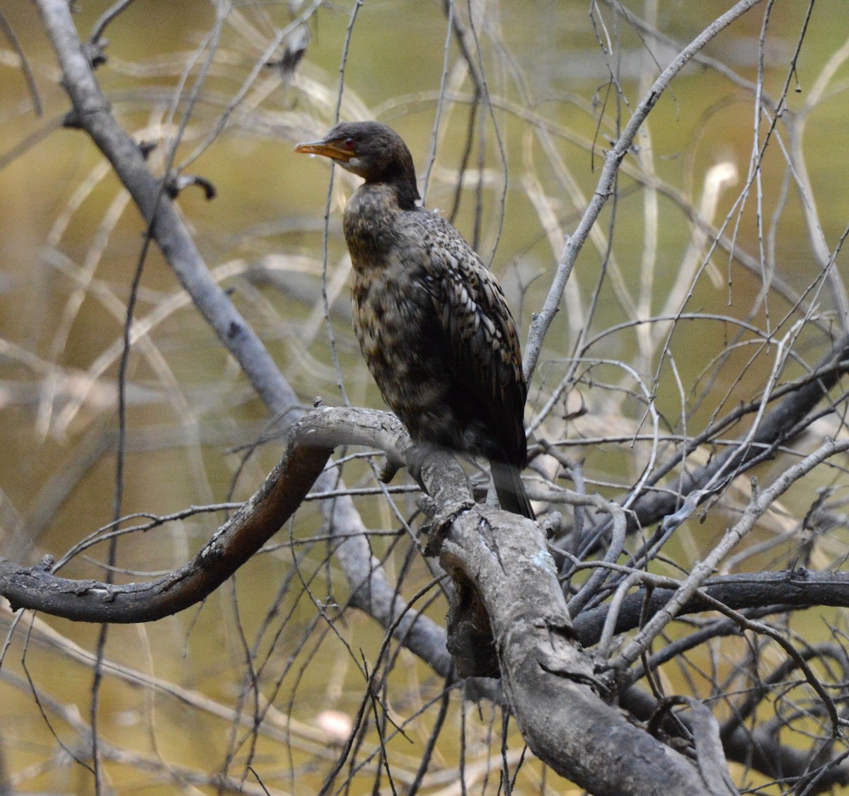Reed Cormorant - ML643704915