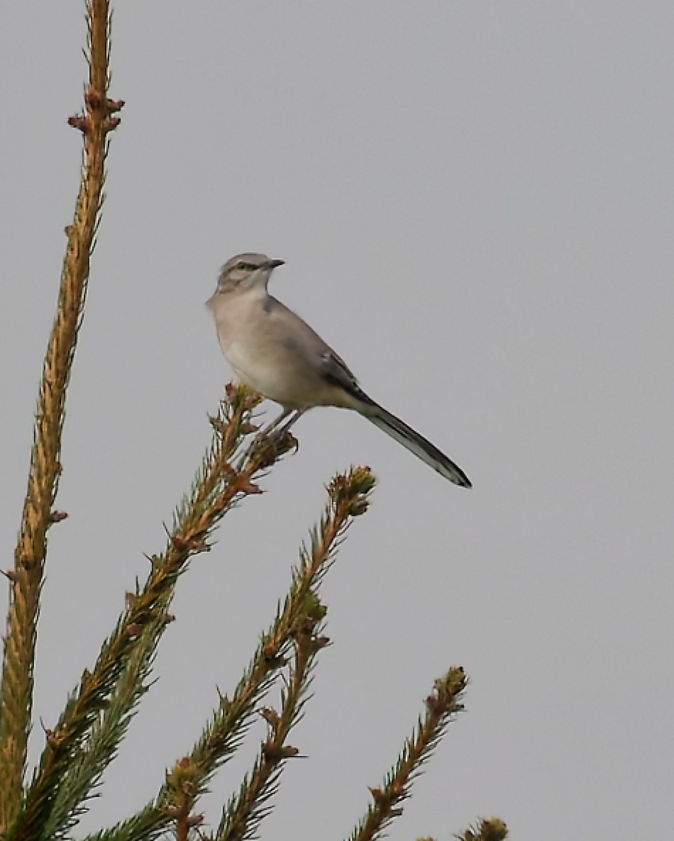 Northern Mockingbird - ML643704921