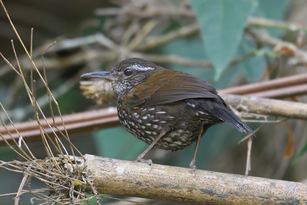 Sharp-tailed Streamcreeper - ML643704925