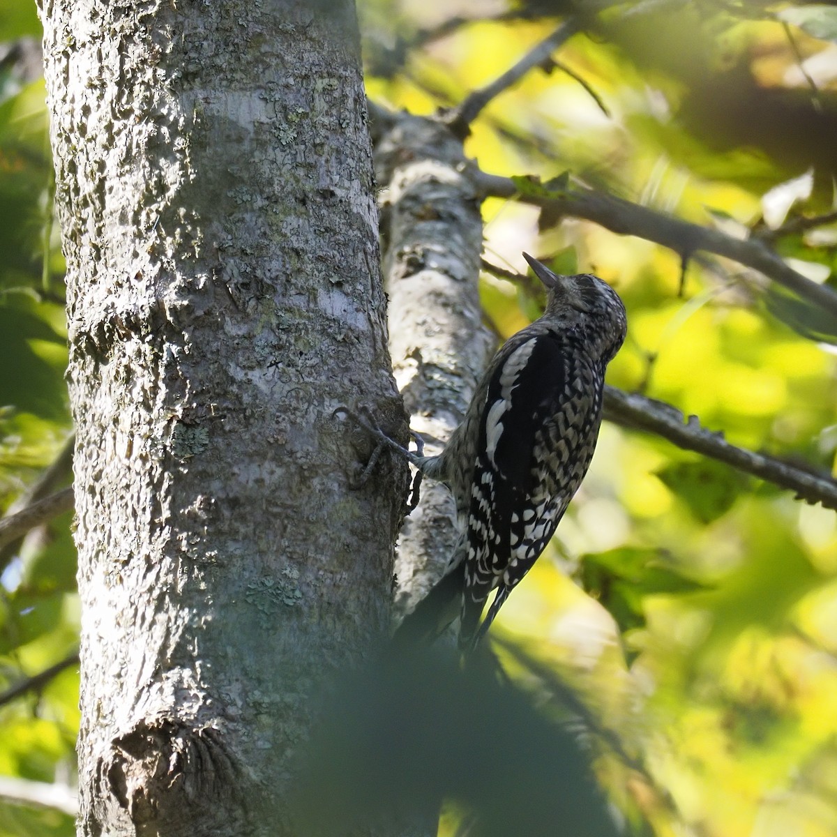 Yellow-bellied Sapsucker - ML643704959