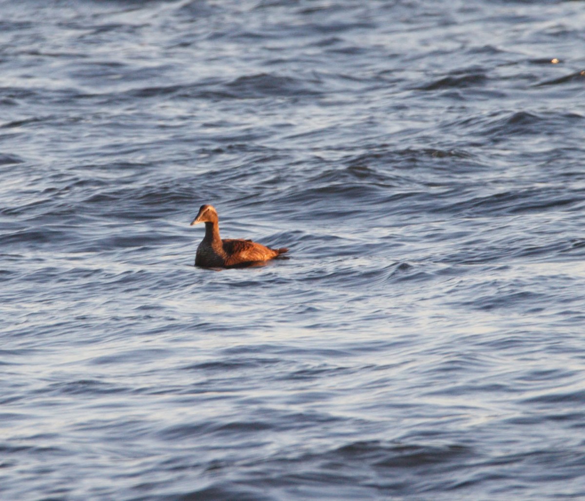 Common Eider - ML643704961