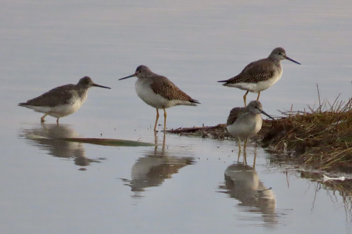 Greater Yellowlegs - ML643704980