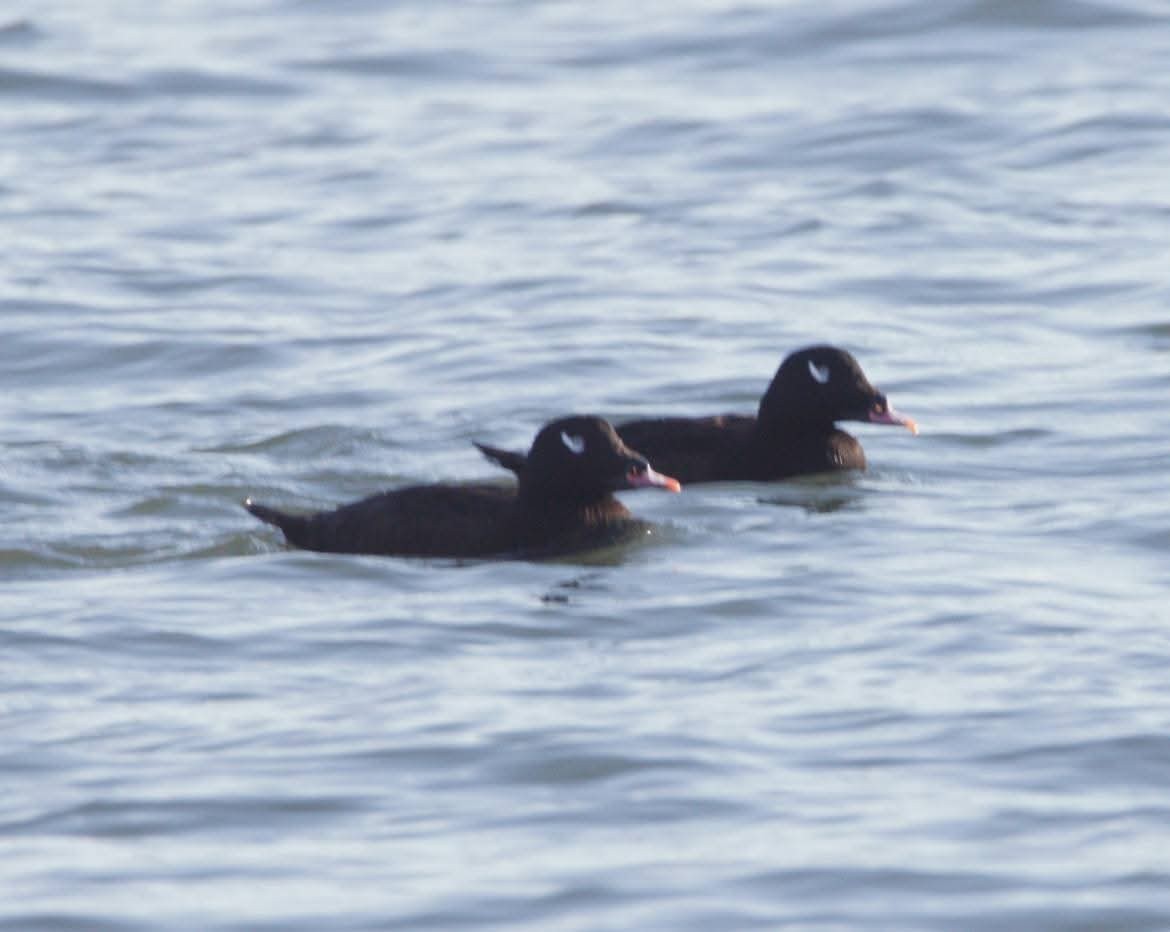 White-winged Scoter - ML643704994