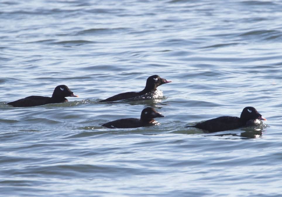 White-winged Scoter - ML643704995