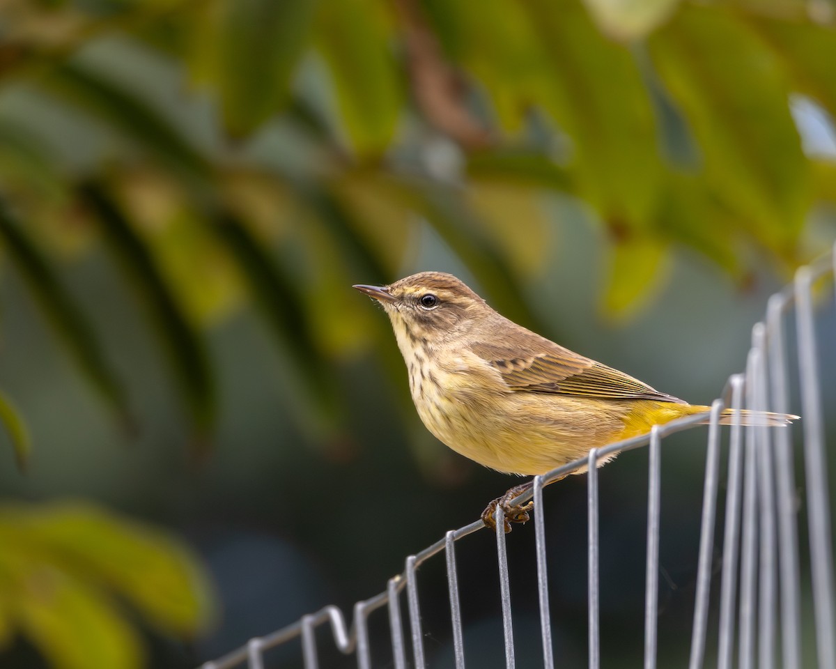 Palm Warbler - ML643704996