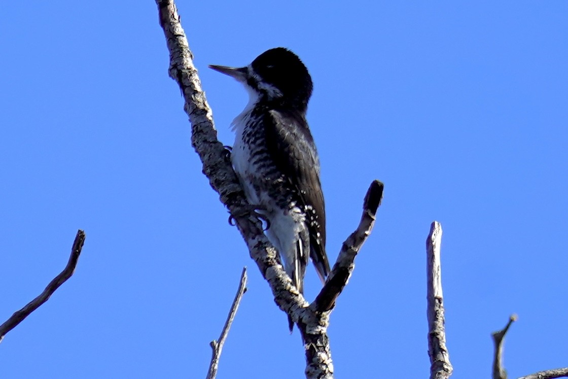 Black-backed Woodpecker - ML643705004
