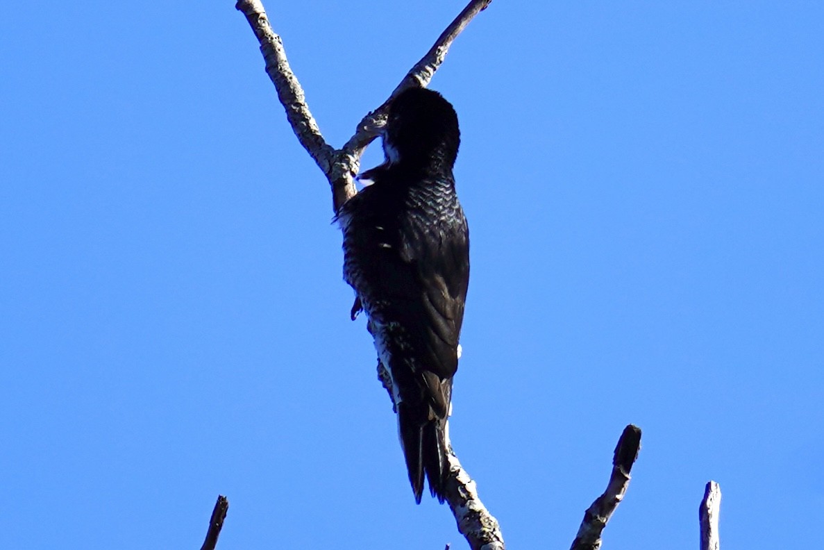 Black-backed Woodpecker - ML643705005