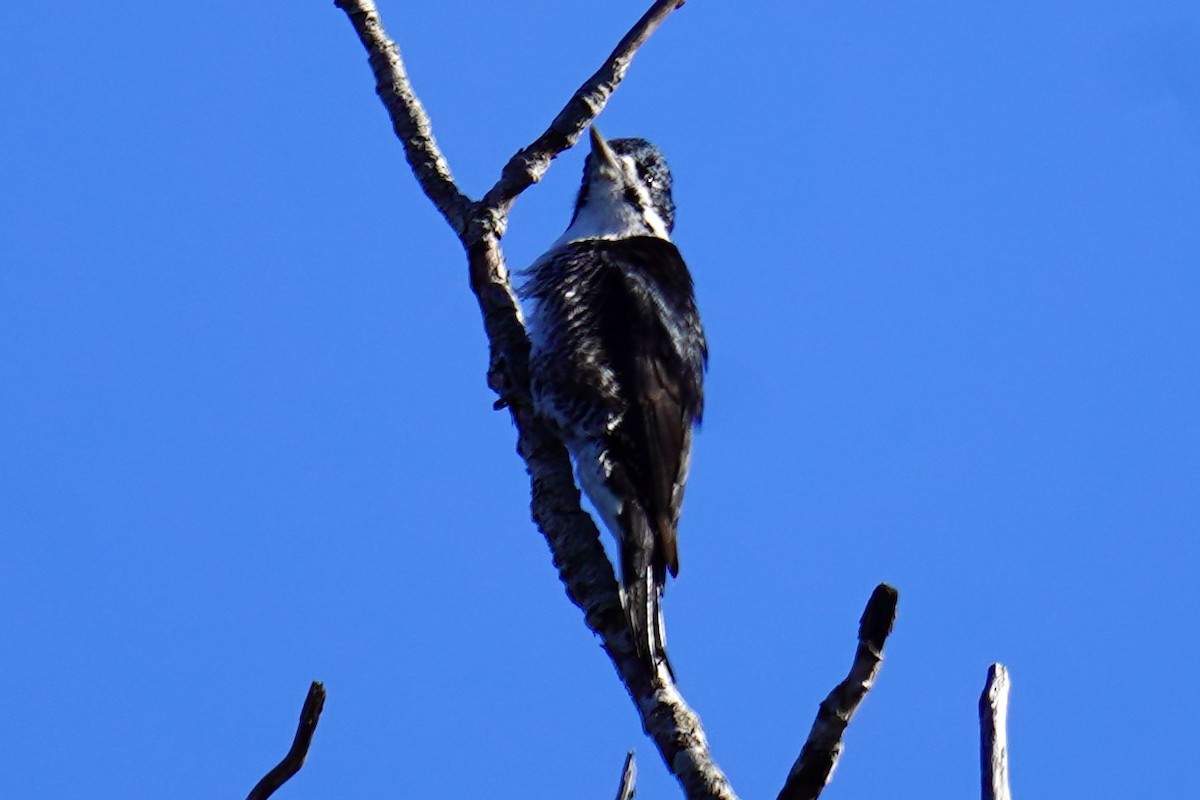 Black-backed Woodpecker - ML643705006