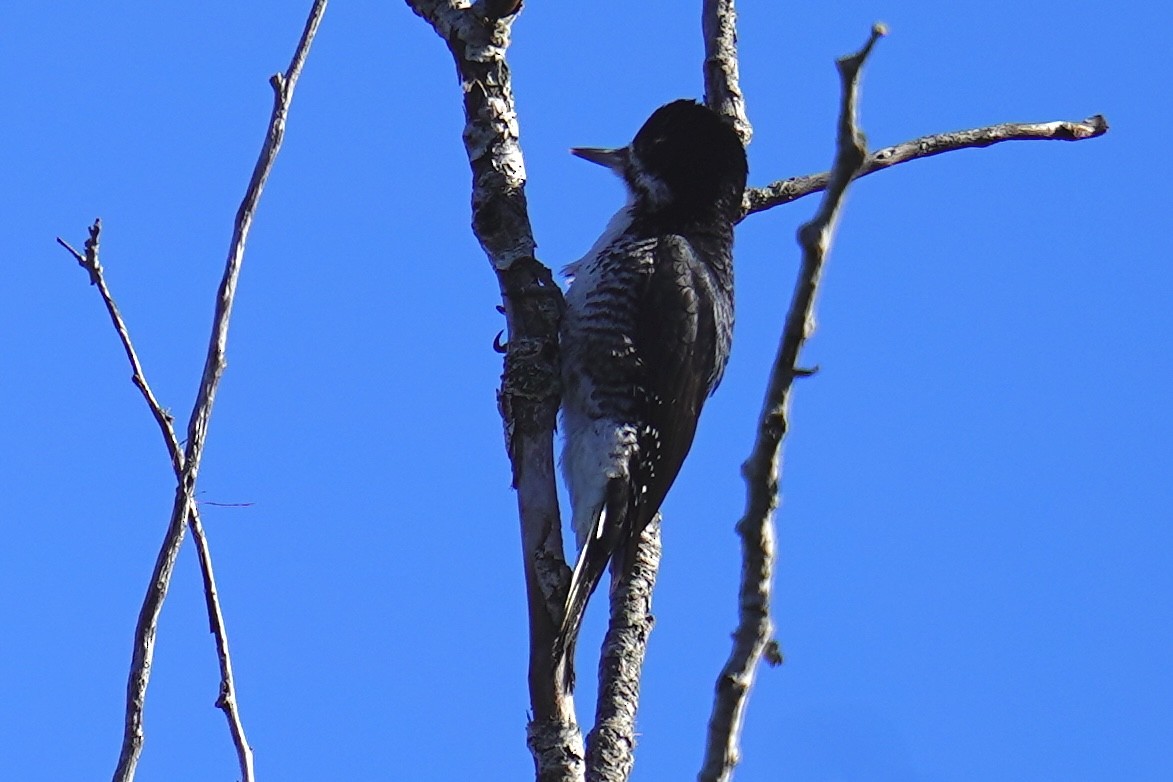 Black-backed Woodpecker - ML643705007