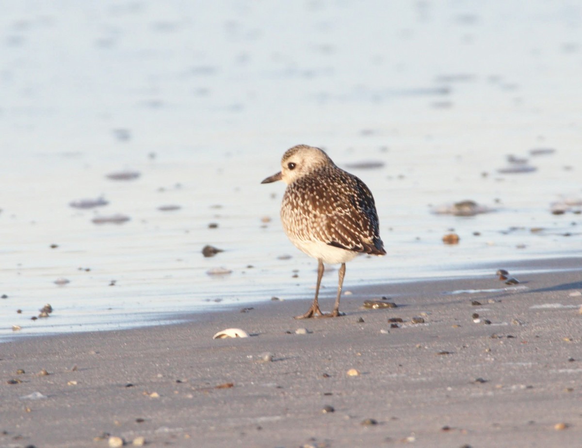 灰斑鴴 - ML643705018