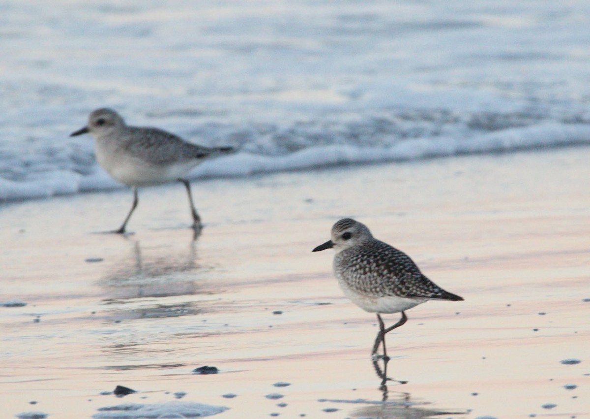 灰斑鴴 - ML643705019