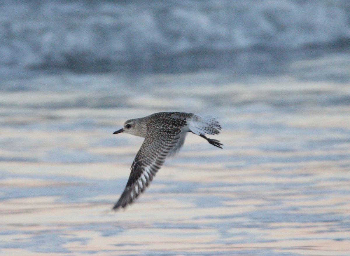 灰斑鴴 - ML643705020