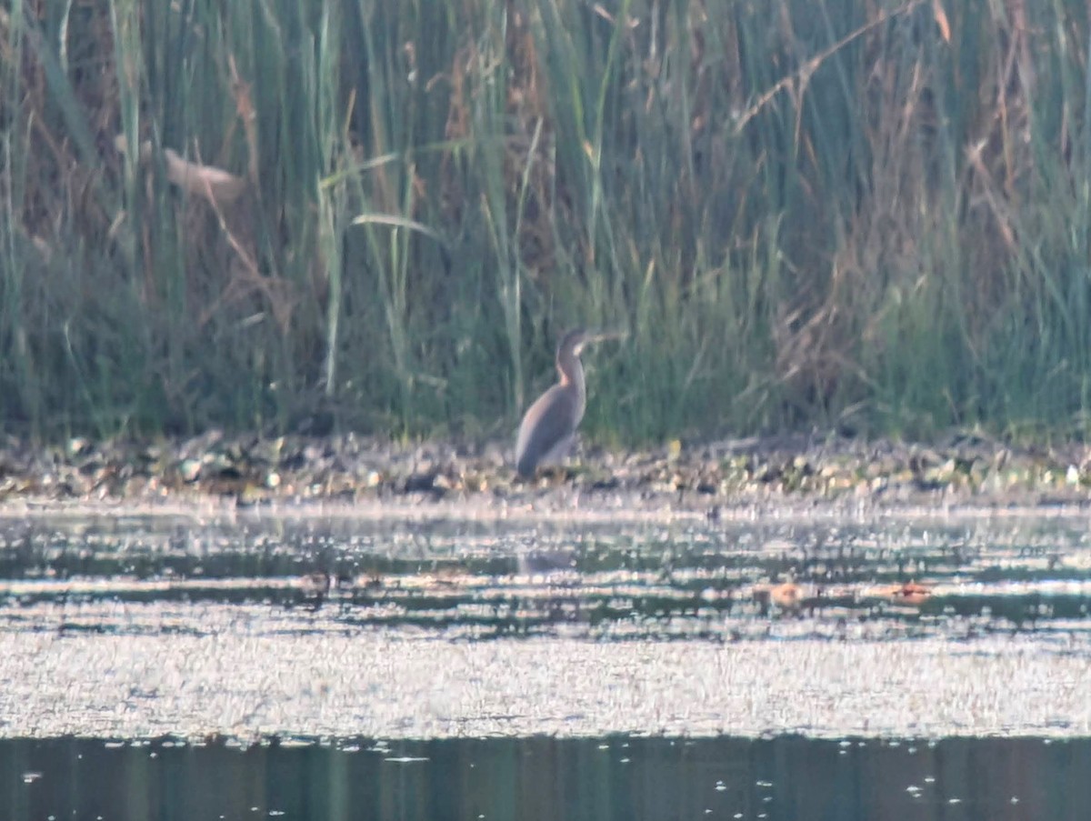 Green Heron - ML643705030