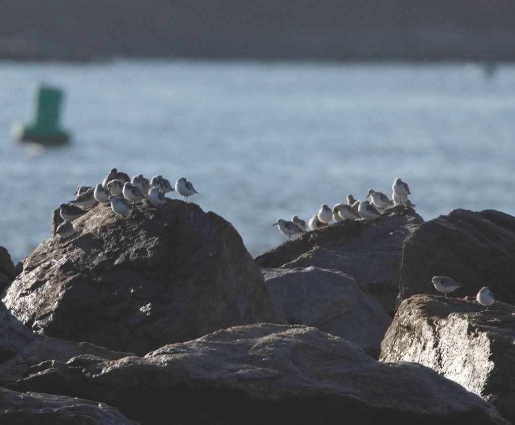 三趾濱鷸 - ML643705035