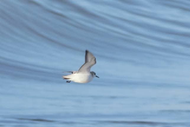 三趾濱鷸 - ML643705036