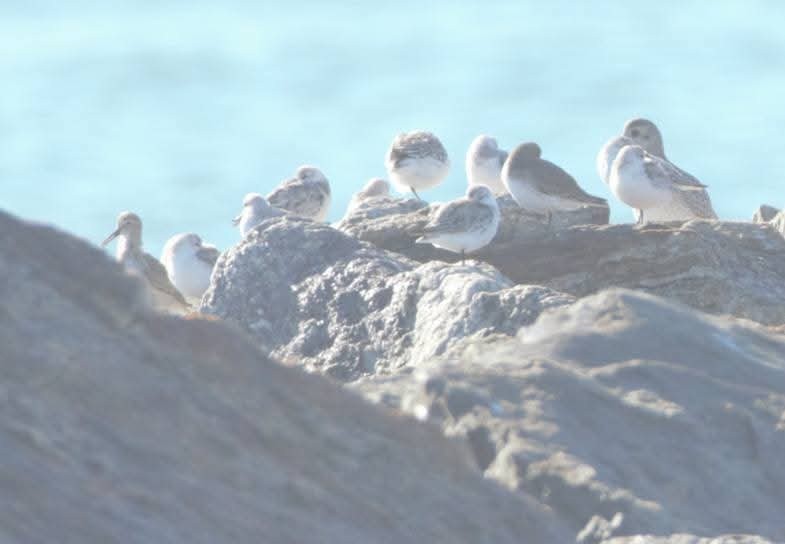 三趾濱鷸 - ML643705037