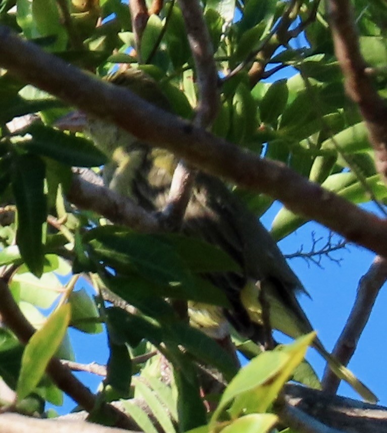 Summer Tanager - ML643705038