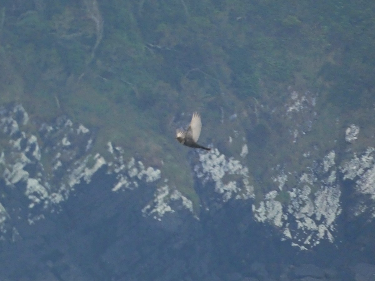 クビワツグミ - ML643705048