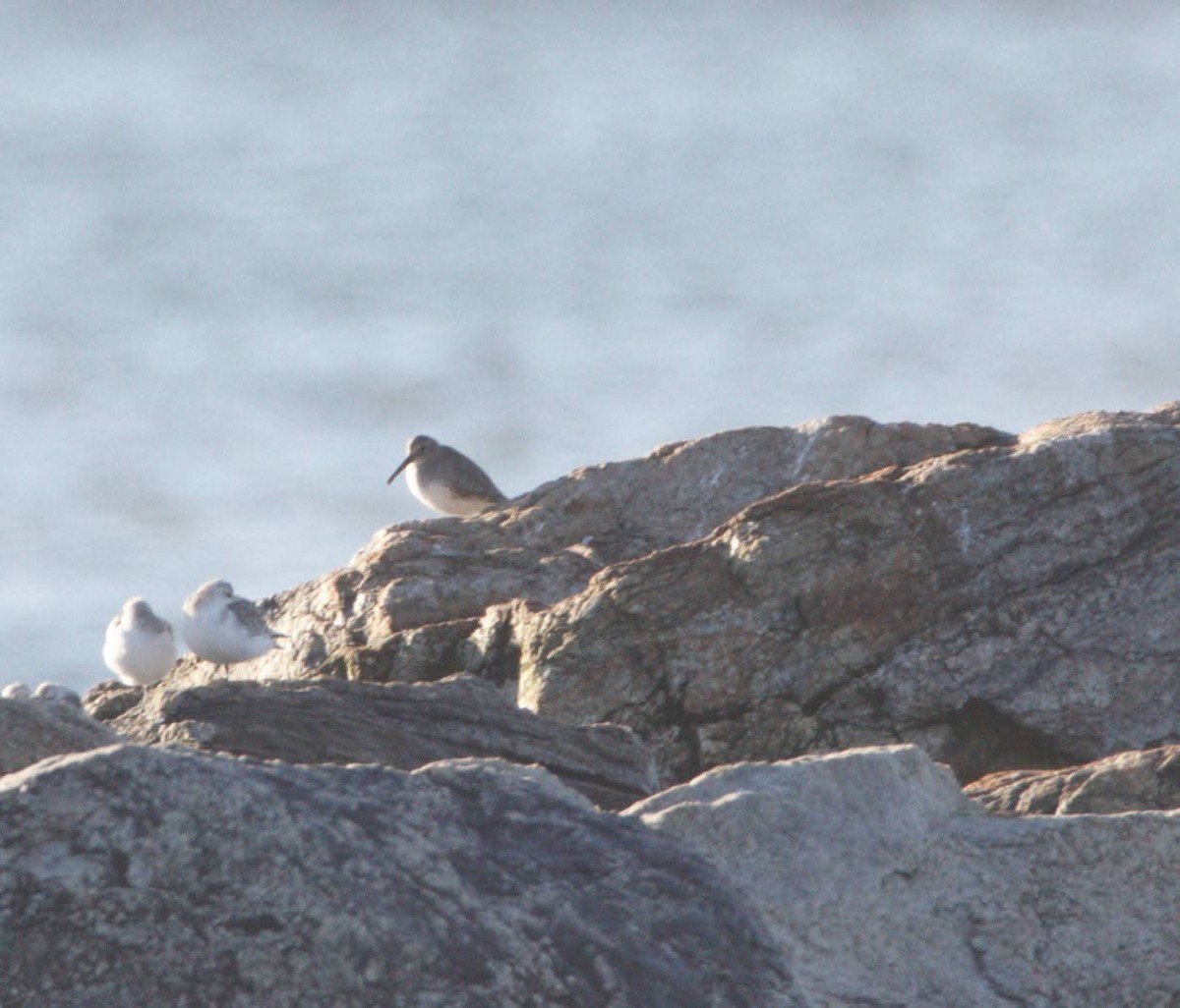 Dunlin - ML643705057