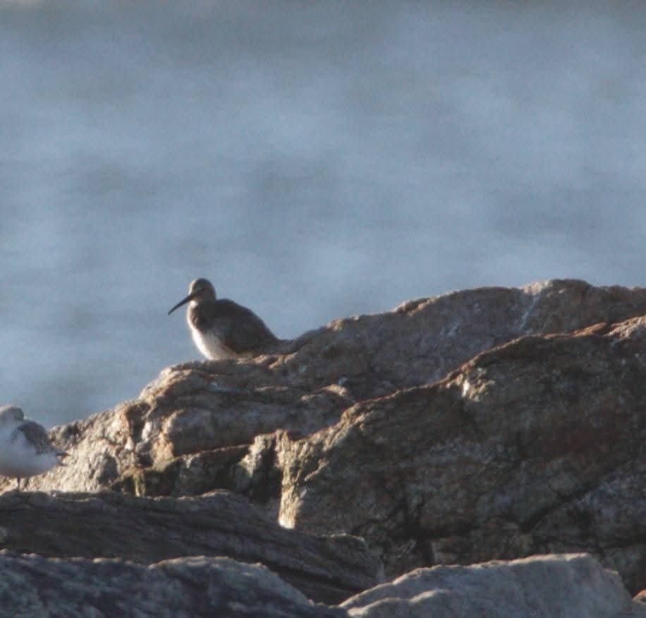 Dunlin - ML643705058