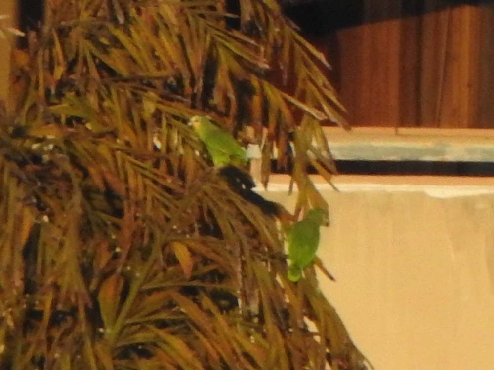 Orange-winged Amazon - ML643705066