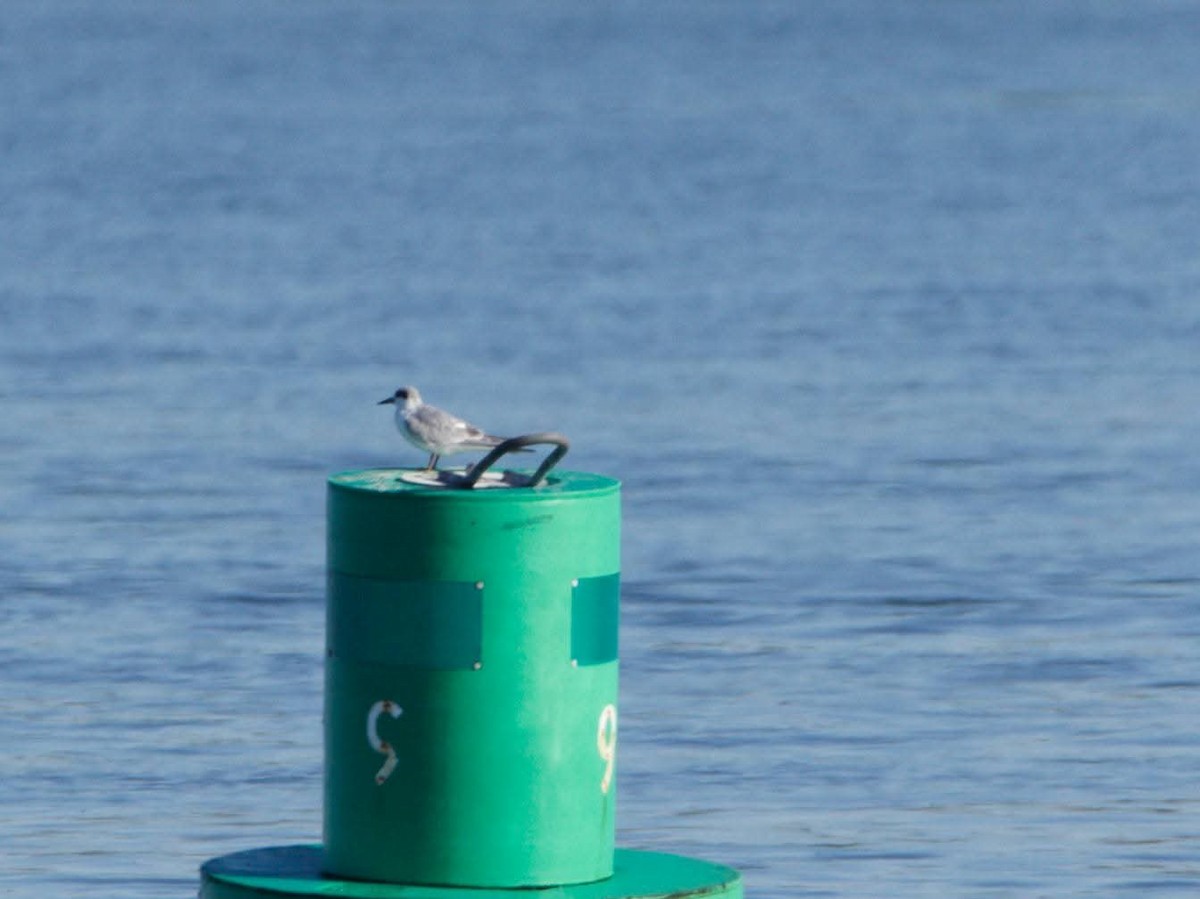 Forster's Tern - ML643705072