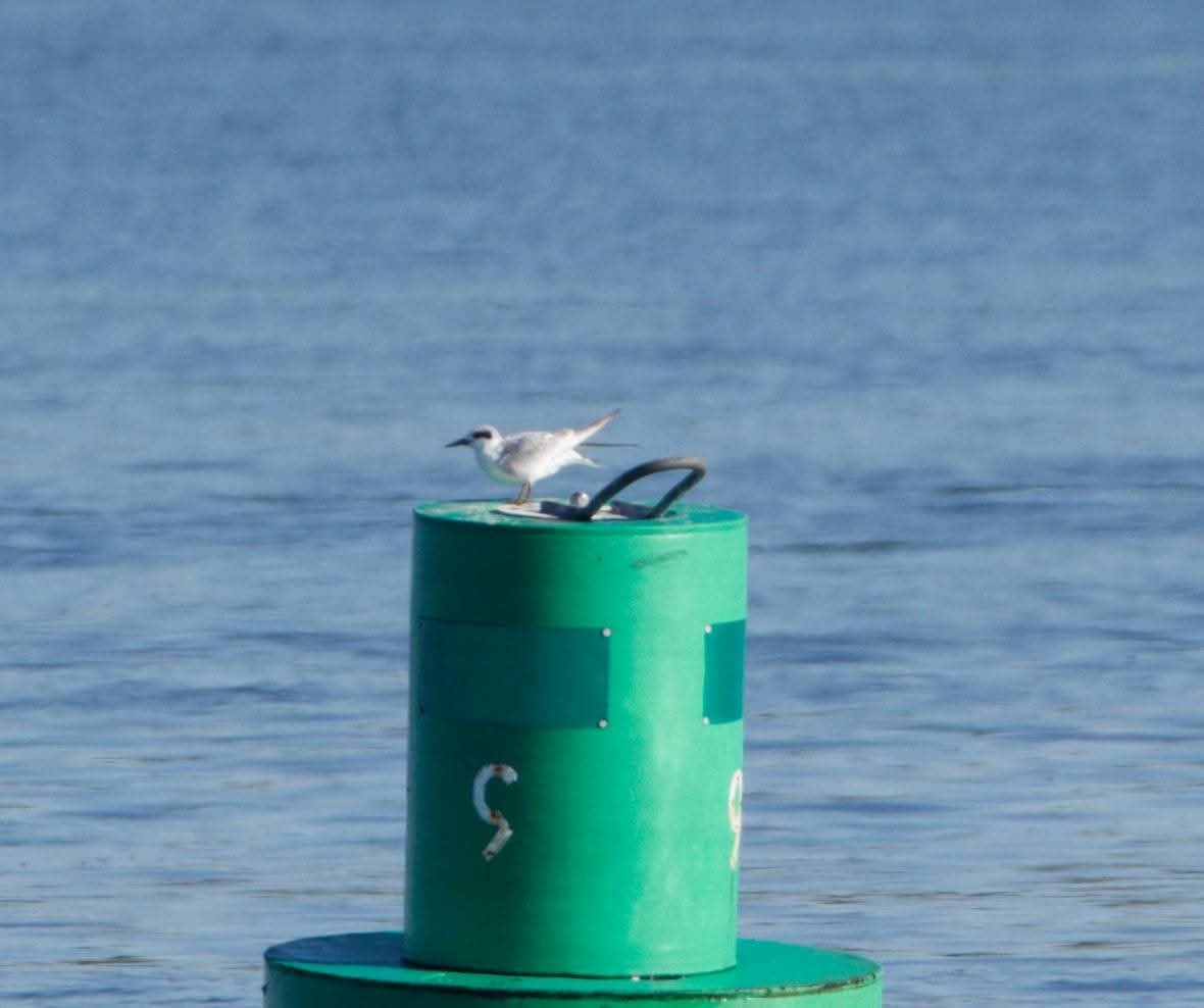 Forster's Tern - ML643705073
