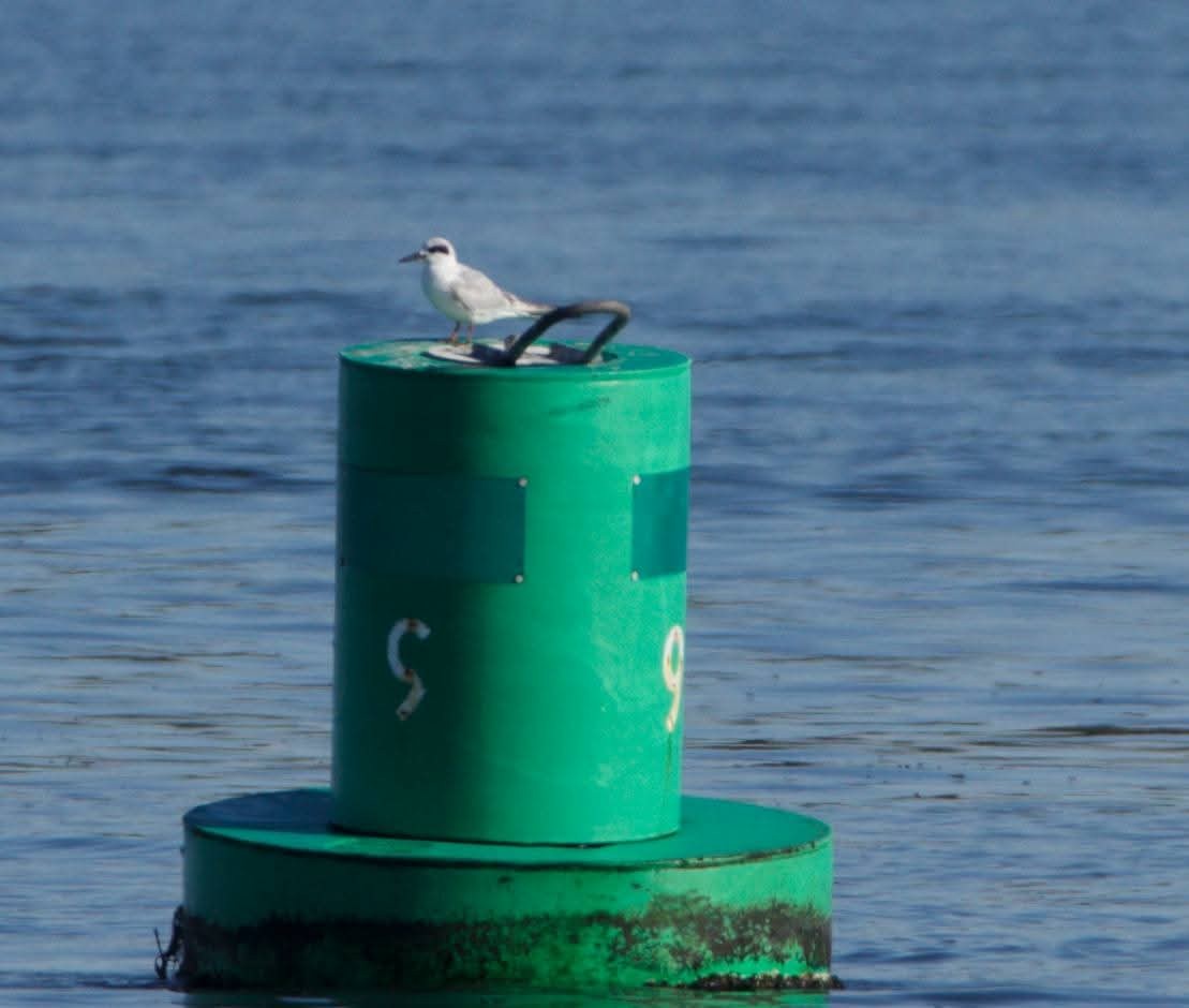 Forster's Tern - ML643705074