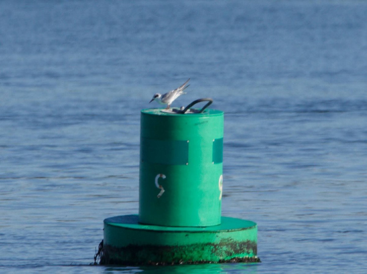 Forster's Tern - ML643705075