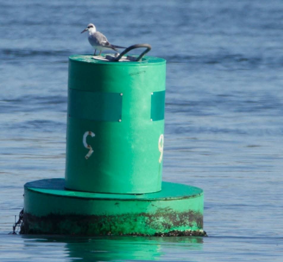 Forster's Tern - ML643705076