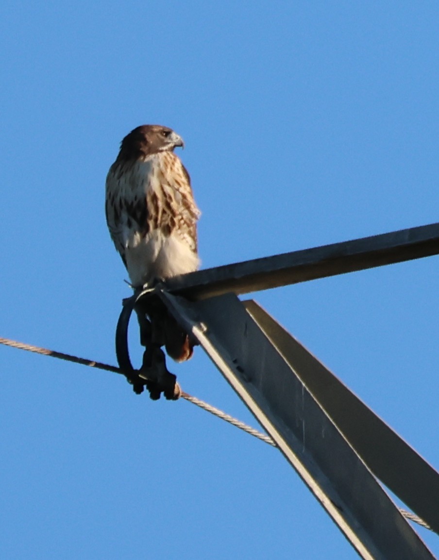 Red-tailed Hawk - ML643705079