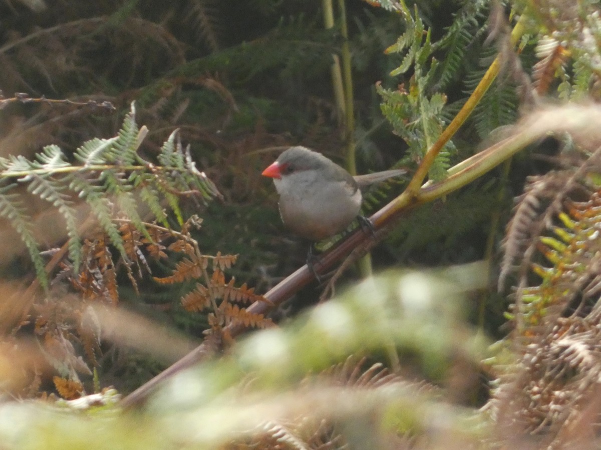オナガカエデチョウ - ML643705082