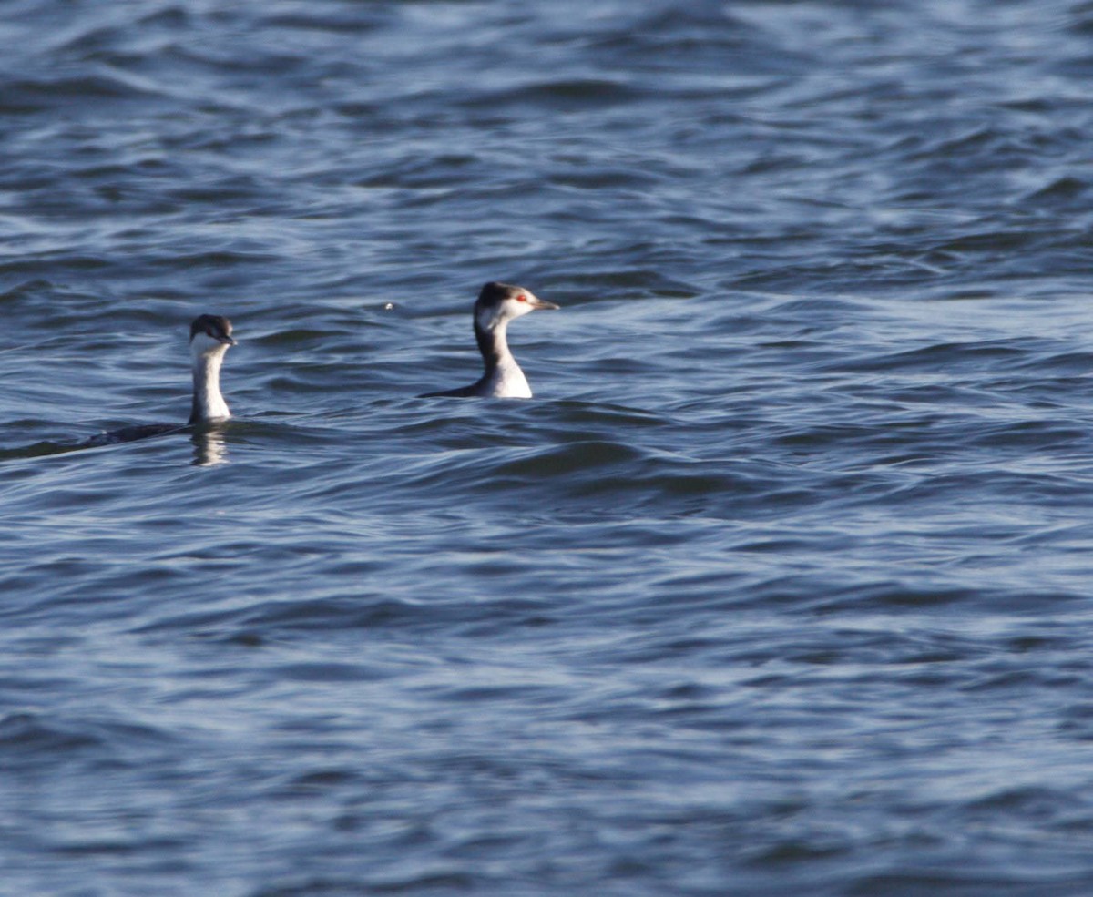 角鸊鷉 - ML643705094