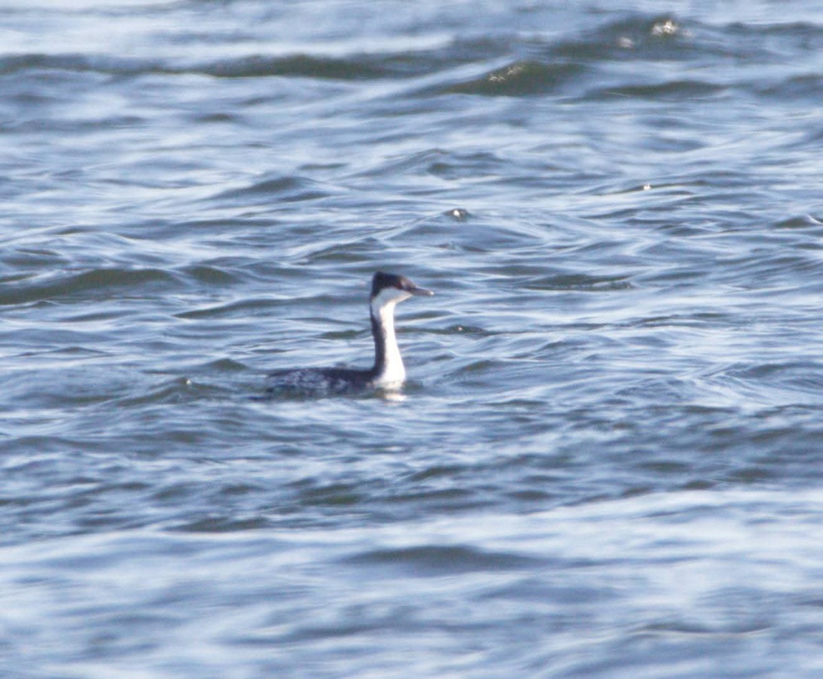 角鸊鷉 - ML643705095