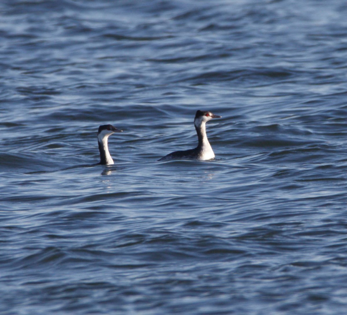 角鸊鷉 - ML643705096