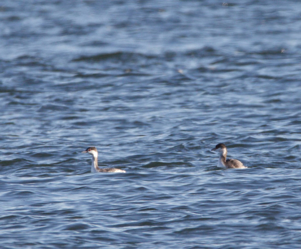 角鸊鷉 - ML643705097