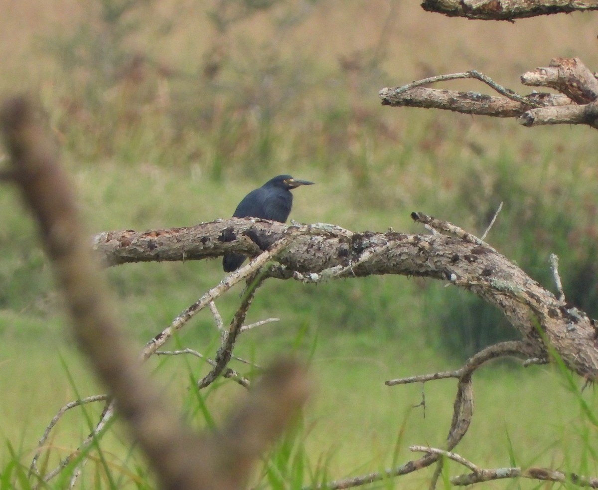 Rufous-bellied Heron - ML643705105