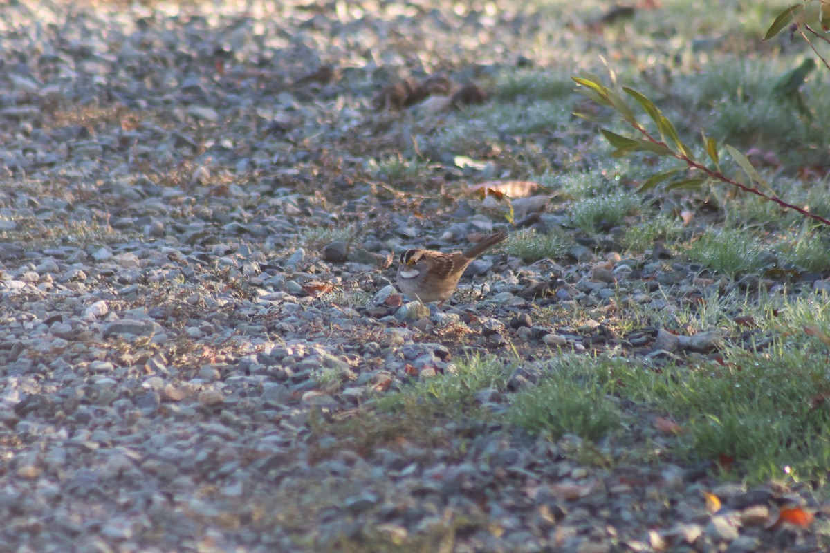 White-throated Sparrow - ML643705122
