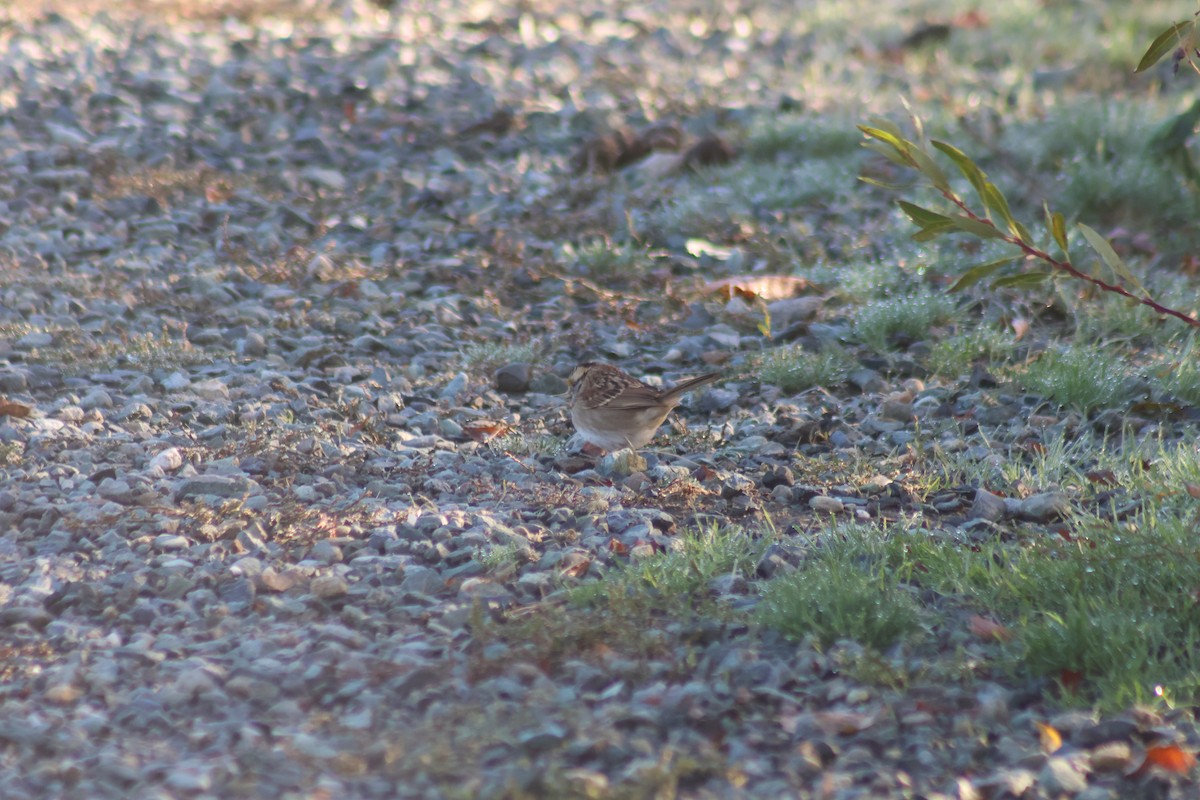 White-throated Sparrow - ML643705140