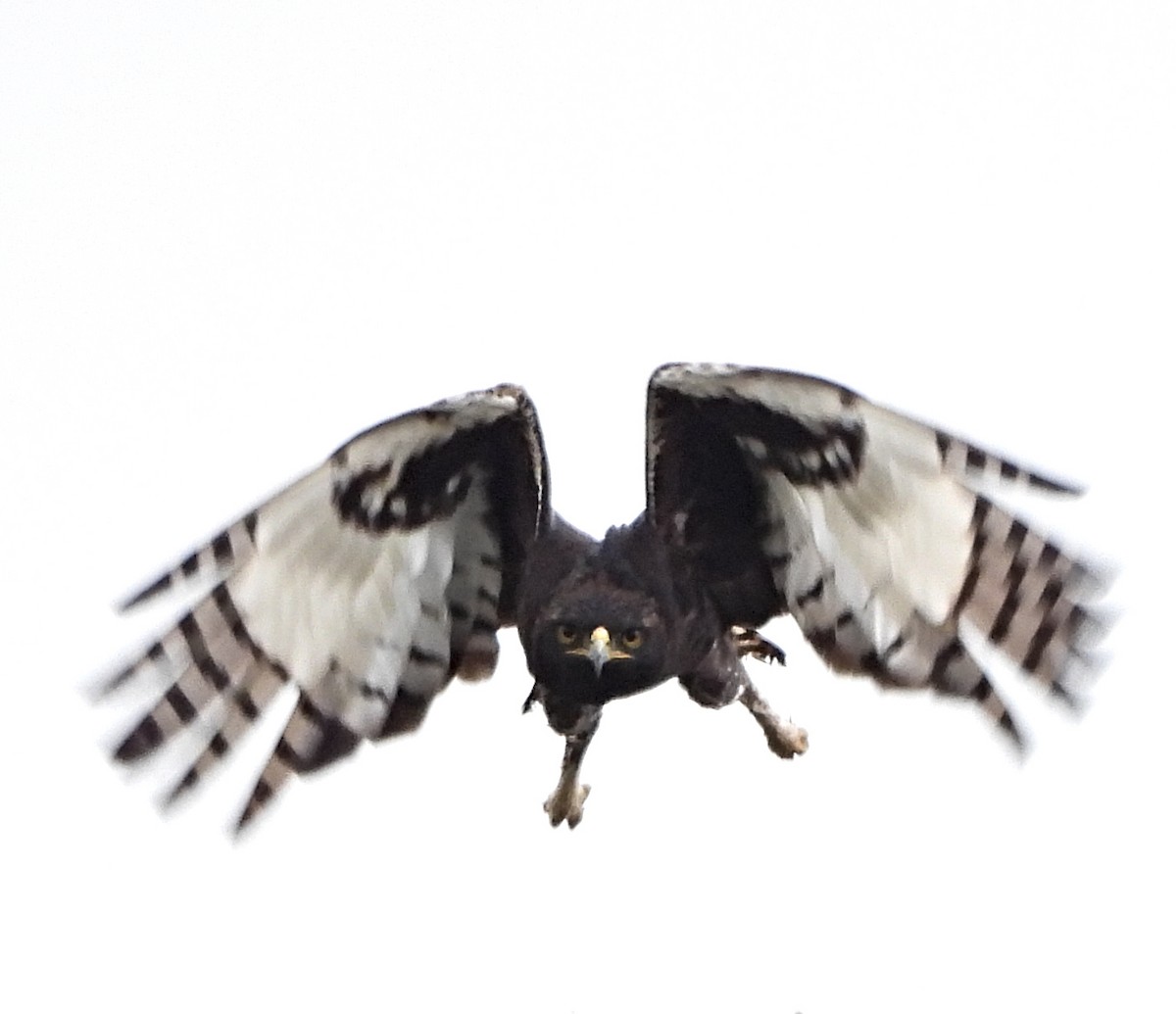 Long-crested Eagle - ML643705159