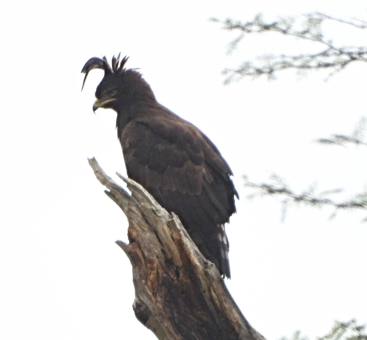 Long-crested Eagle - ML643705160