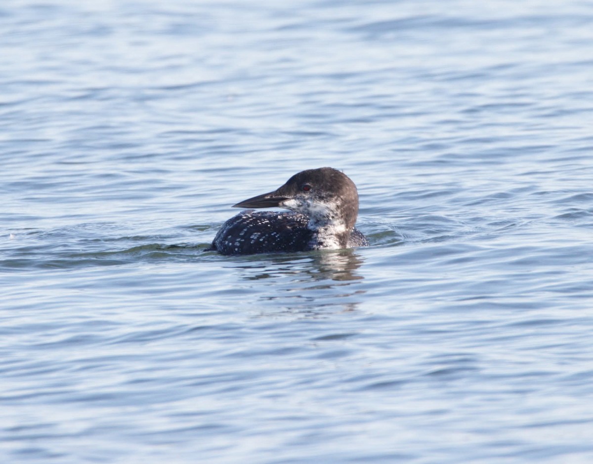 Common Loon - ML643705162