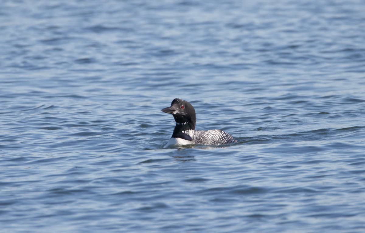 Common Loon - ML643705163