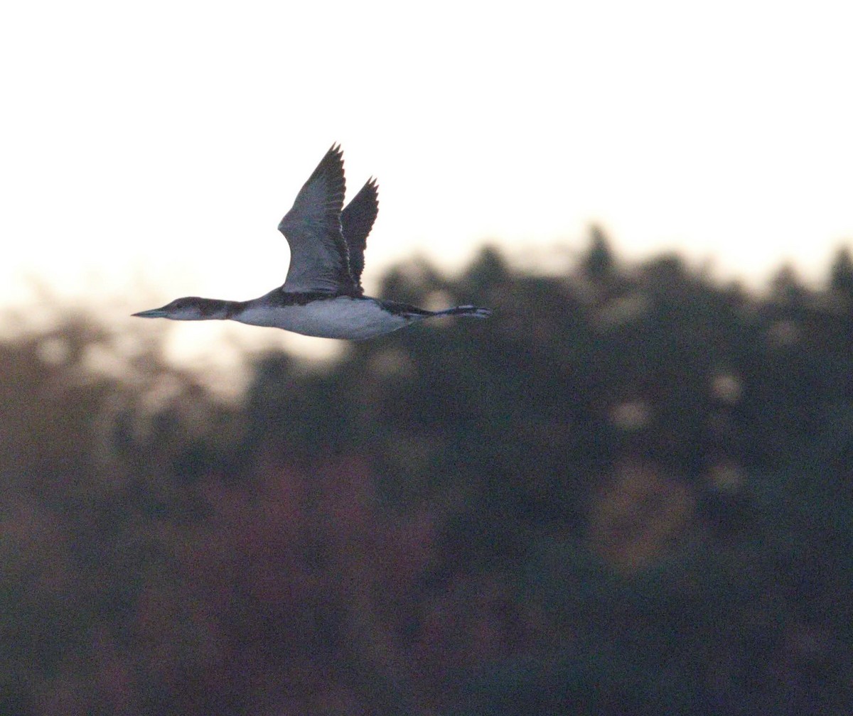 Common Loon - ML643705164