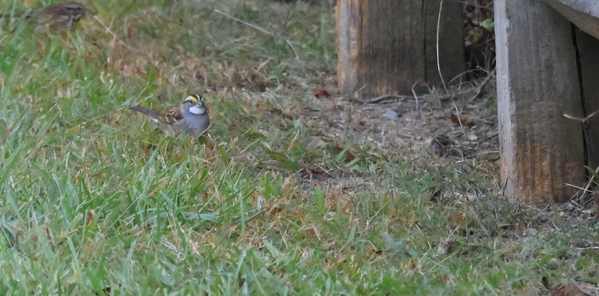 White-throated Sparrow - ML643705170