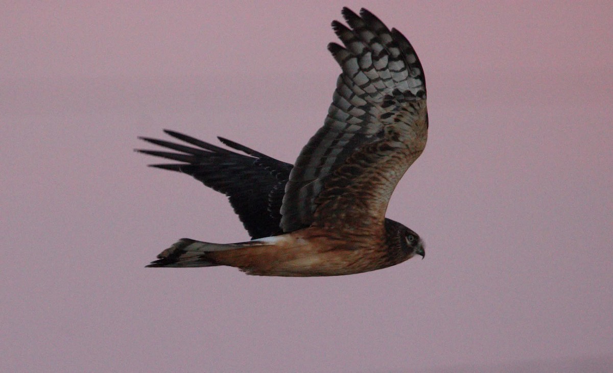 Northern Harrier - ML643705175
